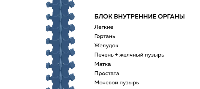 [Григорий Крутов] Блок внутренние органы (2021)_0.png